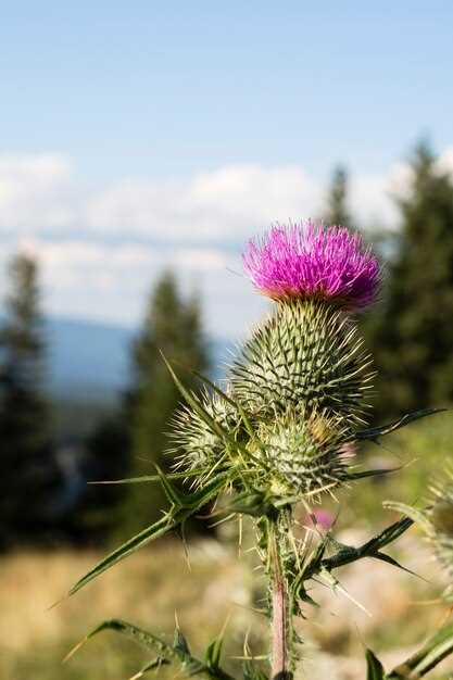 Valerian Root: Nature's Tranquil Embrace